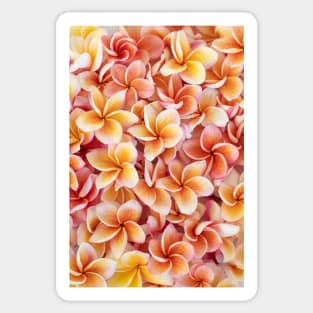 Peach Plumeria Sticker